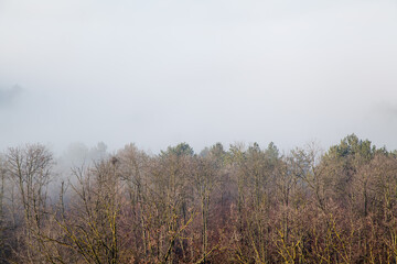Fog with top view of trees  with copy space