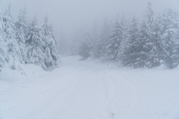 Obraz premium Beautiful winter landscape during snow storm. Snowstorm in the mountains at winter time with snowy spruces and fog in europe. Winter wonderland with fir trees. greetings concept with snowfall