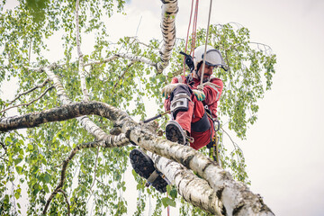 Arborist cuts a tree with a chainsaw, decided to take a break and rest.
