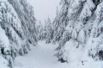 Beautiful winter landscape during snow storm. Snowstorm in the mountains at winter time with snowy spruces and fog in europe. Winter wonderland with fir trees. greetings concept with snowfall