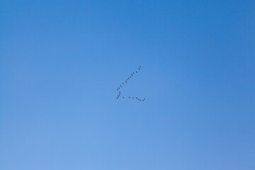Birds in flight