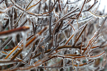Ice covered the plants. Branches of trees in ice.