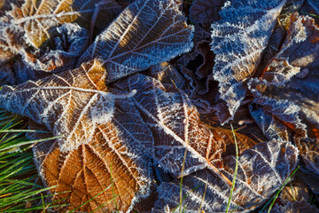 Frozen  leafs . Leaves covered with frost.