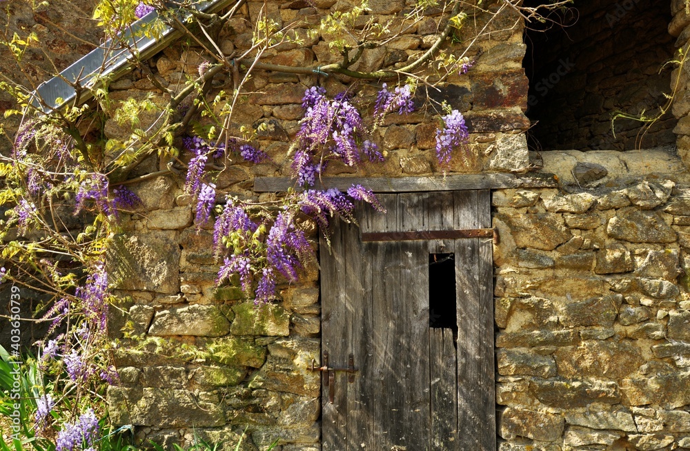 Poster Ancienne grange avec de la glycine.