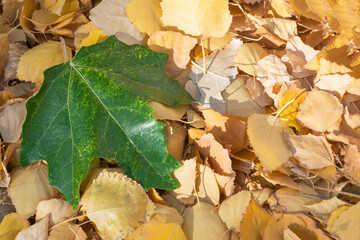 Green maple leaf rests on top of small, yellow leaves. Autumn concept, change of seasons. Copy space, selective focus, close-up