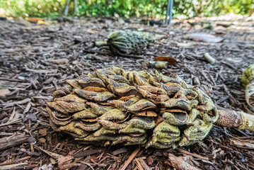 Conifer Cone