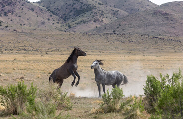 Wild horse Stallions Fighting in the Utah Desert