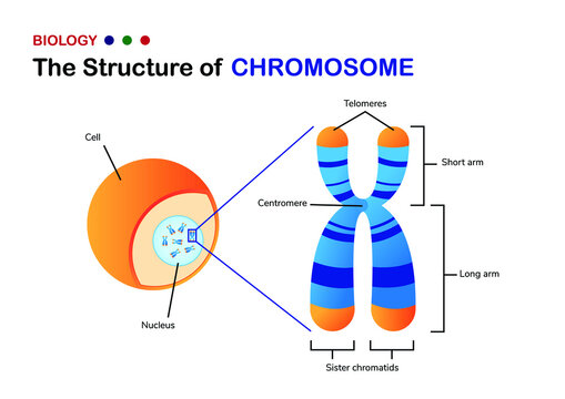 Biology diagram show structure of chromosome