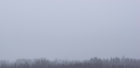 grey sky and fog in the forest