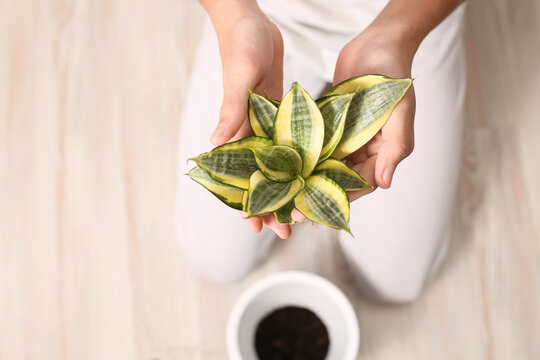 Harmony with nature, home plant succulent close-up in hands, Indoor flower sansevieria. Striped, botanical. Flora for planting in a pot. Small alloe process. Twig. Zebra cactus. Transplanting flowers.