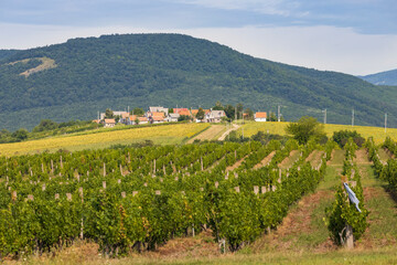 Fototapeta na wymiar Wine cellars in Bukkzserc, Northern Hungary