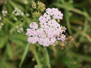 Achillea millefolium / Achillée millefeuille ou la Millefeuille à fleurs roses pâle, fleuron...