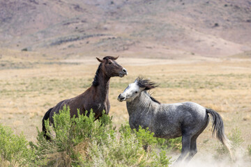 Wild horse Stallions Fighting in the Utah Desert