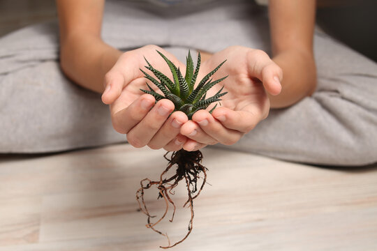 home plant succulent haworthia close-up in hands. Striped, botanical look. Flora for planting in a pot. Small alloe process. Twig. Zebra cactus. Transplanting flowers.