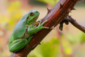 European Tree Frog (Hyla arborea) sitting on a Bramble (Rubus sp.) bush in the forest in Noord Brabant in the Netherlands