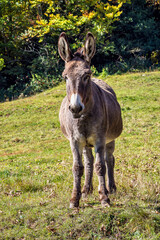 Naklejka na ściany i meble French countryside. Donkey on a field near Leoncel in the landscape of the Vercors, Drome, France