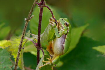 European Tree Frog (Hyla arborea) sitting on a Bramble (Rubus sp.) bush in the forest in Noord Brabant in the Netherlands