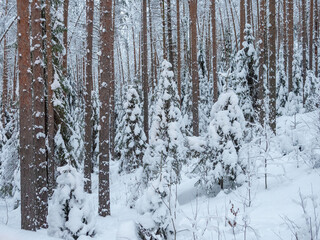 Spruce and pine forest covered with fresh snow in Karelia, northwest of Russia