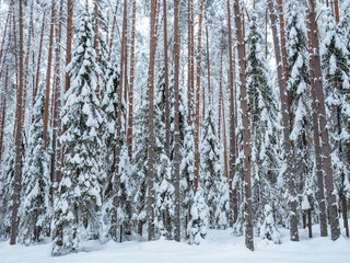 Spruce and pine forest covered with fresh snow in Karelia, northwest of Russia