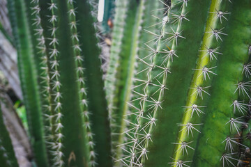 Cactus in the Bogor Botanical Garden