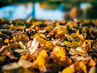 autumn leaves on the ground