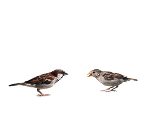 two sparrows, isolated on white background