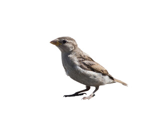 sparrow, isolated on white background