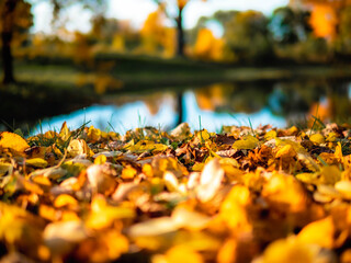 autumn leaves on the ground