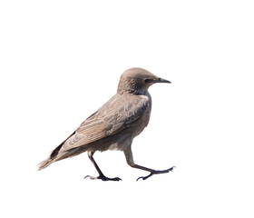 The common starling (Sturnus vulgaris), isolated on white background. Young bird