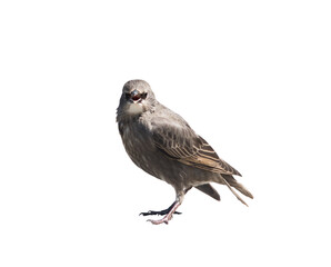The common starling (Sturnus vulgaris), isolated on white background. Young bird