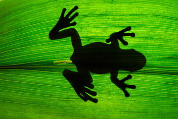 Silhouette of frog sitting on green leaf