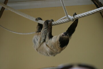 Linnaeus's two-toed sloth (Choloepus didactylus), also known as the southern two-toed sloth, unau, or Linne's two-toed sloth hanging from a rope in its indoor enclosure in a zoo