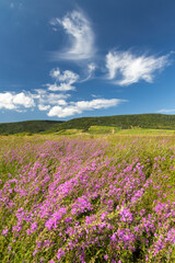 Obraz na płótnie Canvas Blooming meadow in Tokaj region, Northern Hungary