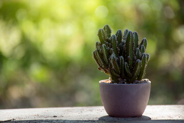 Beautiful tropical cactus in pots that receive light. An undamaged cactus has a thin, well-spaced stem that is biased towards the light.
