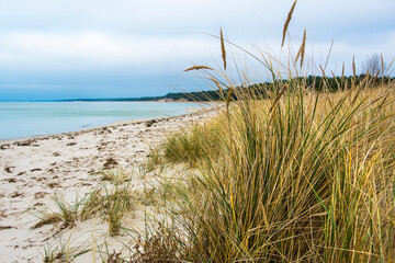 Fototapeta na wymiar beach grass by the sea, beautiful landscape