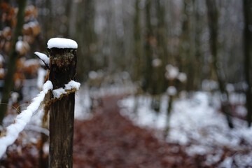 Black Forest Winter Walk