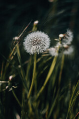 dandelion in the grass