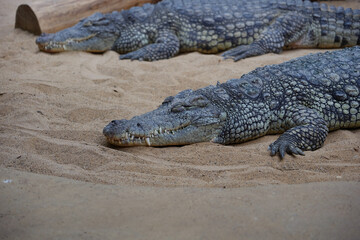 Crocodiles