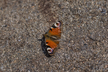butterfly 