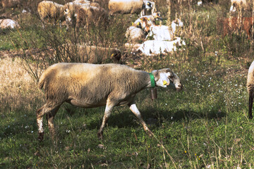 Sheeps grazing grass in the bush