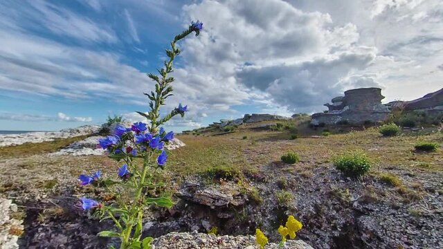 Blooming Wildflower Blueweed, Echium Vulgare, with Rauk in Background