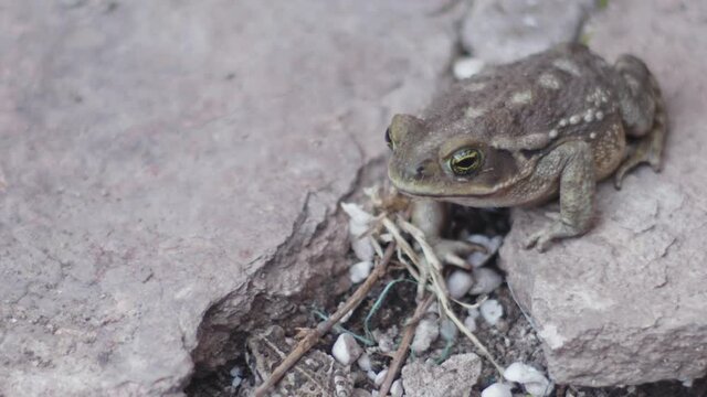 green toad sitting on a stones and branches outside a house, big green eyes. slow motion.