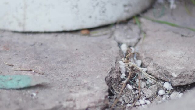 green toad sitting on stones and branches outside a house, big green eyes. Jump from falling debris. slow motion.