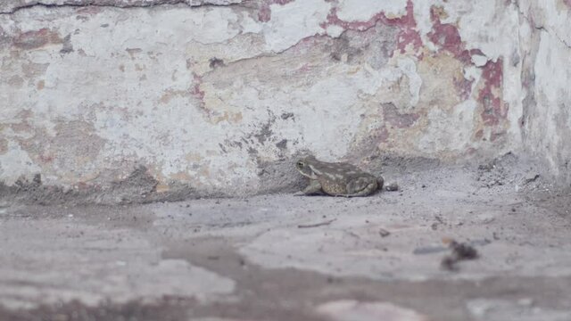 Debris falls. scared green toad jumps. slow motion