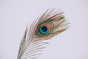 peacock feather close up