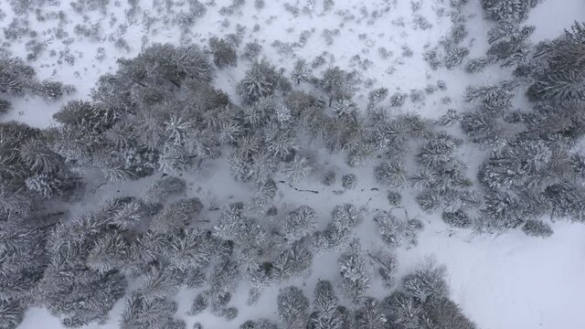 backwards flight over a frozen forest in the Swiss alps