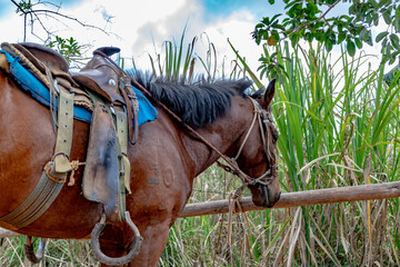 horse hitched