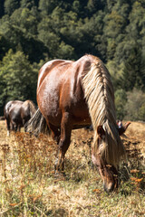Wild horses grazing grass in the bush