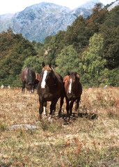 Wild horses grazing grass in the bush