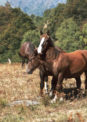 Wild horses grazing grass in the bush